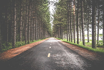Asphalt Road Through Pine Forest with Lake View