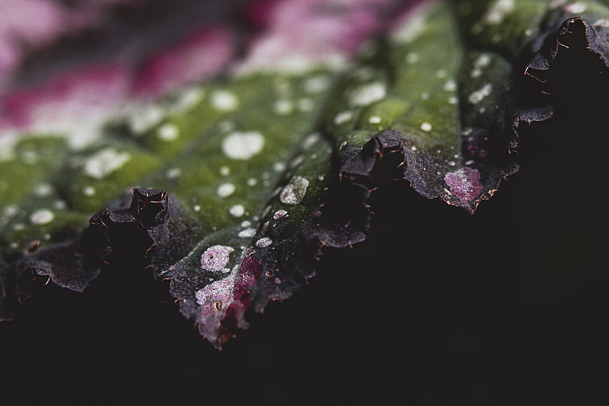 Macro Close-Up of Textured Green and Purple Leaf Edge