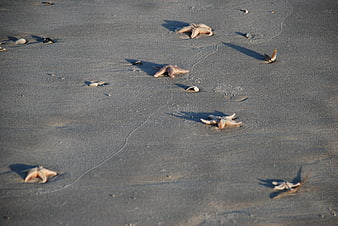 Starfish and shells scattered on wet sand beach