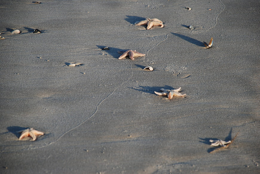 Starfish and shells scattered on wet sand beach