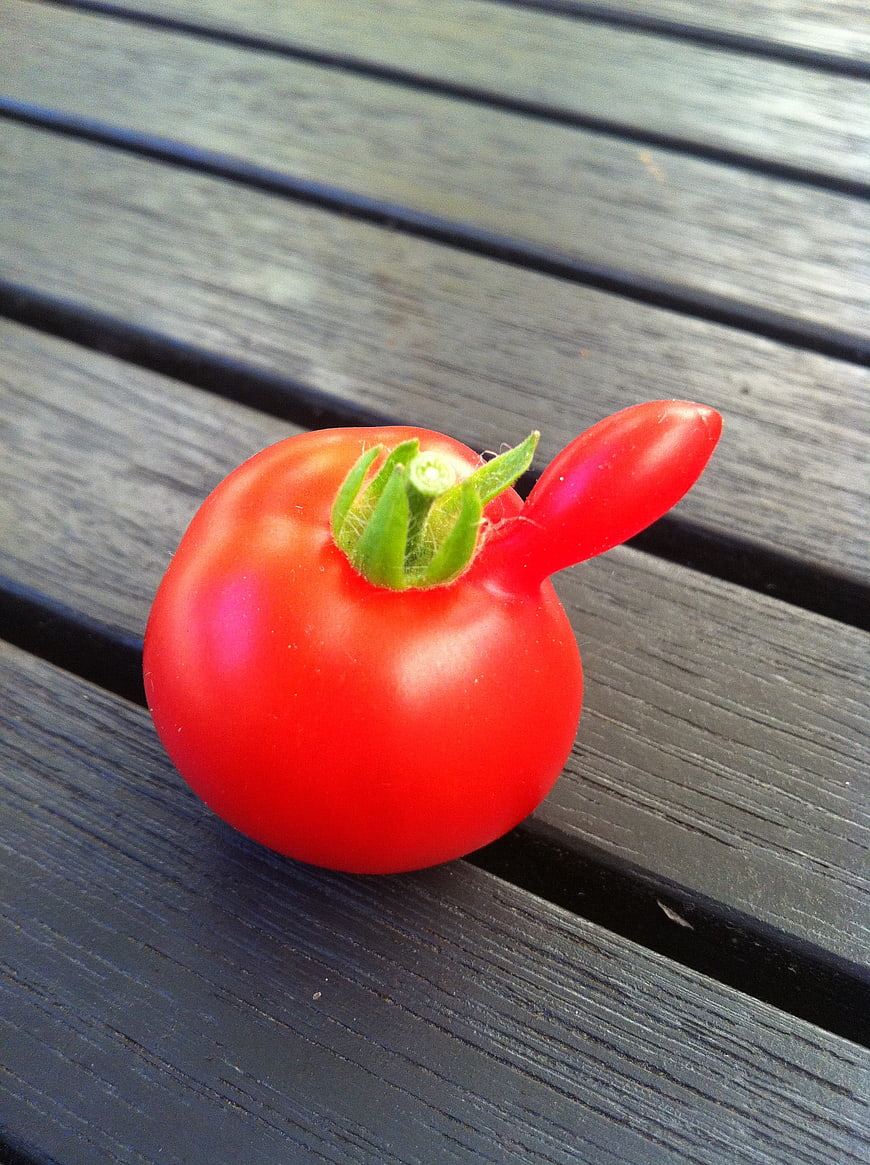 Red Tomato with Unique Growth on Wooden Deck