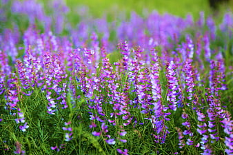 Field of purple sweet vetch flowers in spring