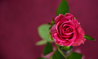 Pink Rose on Deep Magenta Background