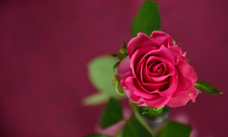 Pink Rose on Deep Magenta Background