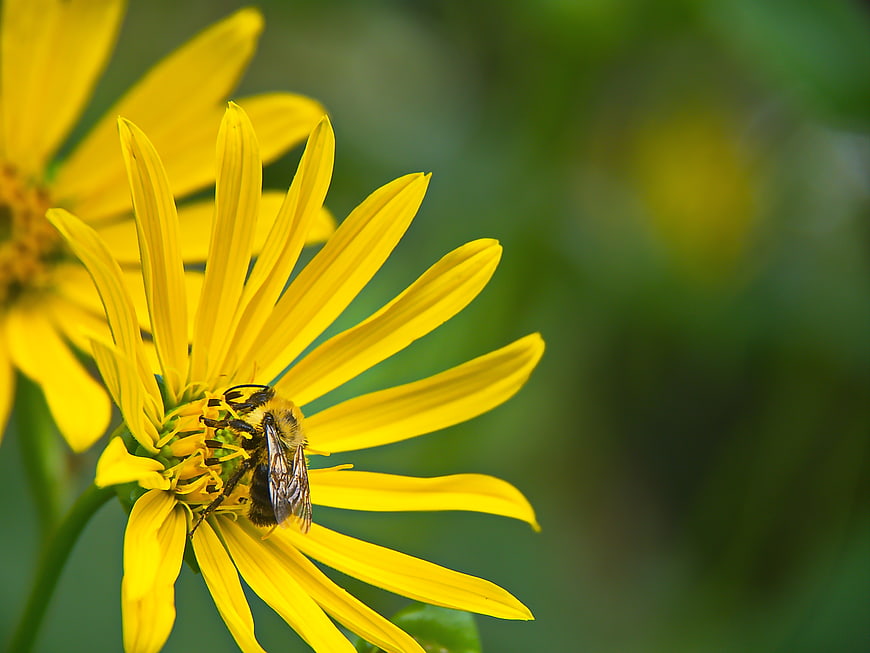 Close-up of a bumblebee pollinating a bright yellow flower
