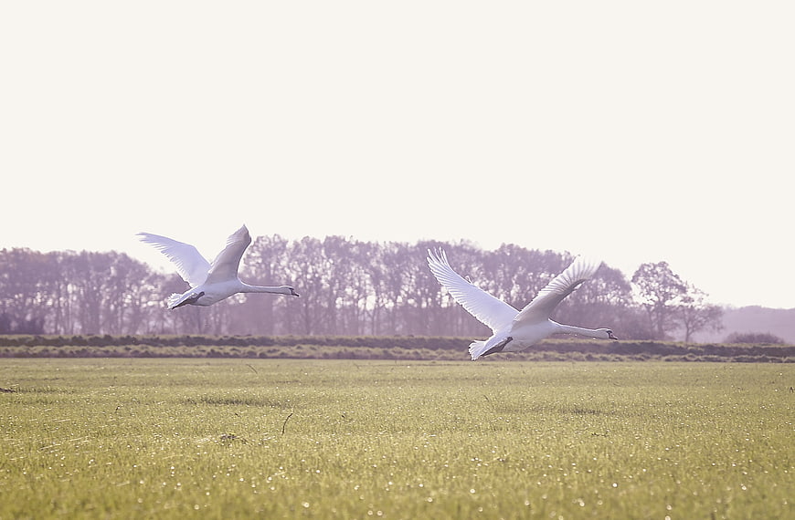Two white swans flying low over a green meadow