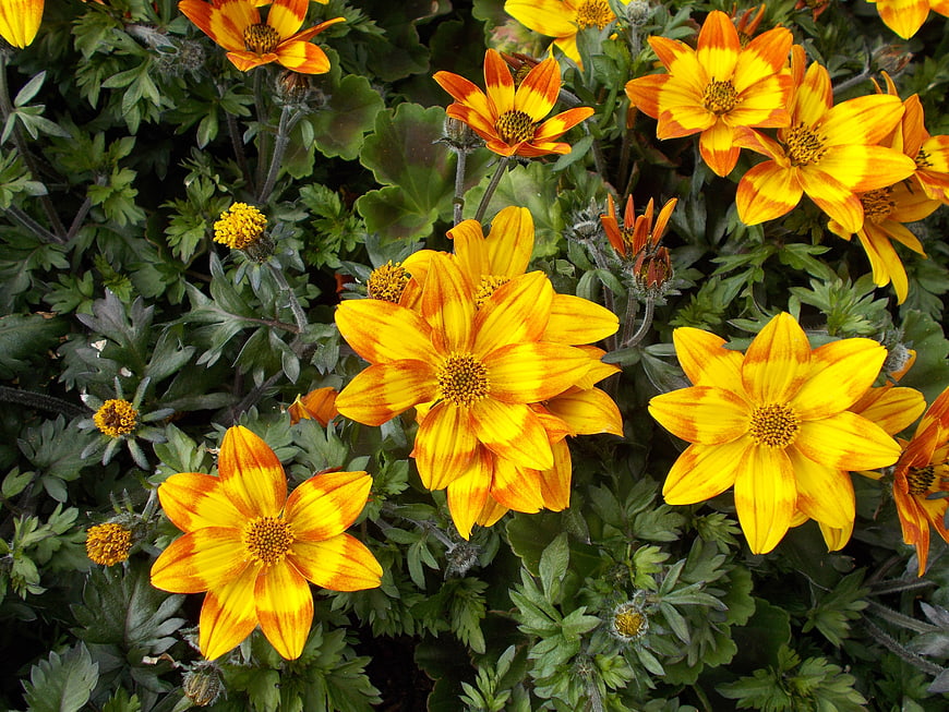 Vibrant Yellow and Orange Tiger Eyes Flowers in Garden