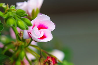 Close-up of Pink Geranium Flower with Green Buds