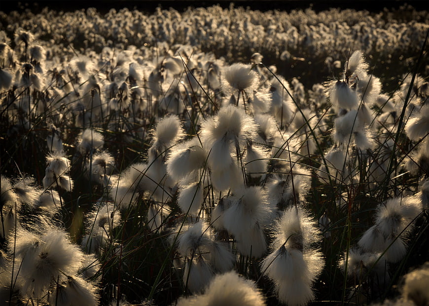 Golden Backlit Cotton Grass Field in Moorland