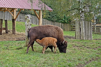 European Bison Mother and Calf Grazing in Pasture
