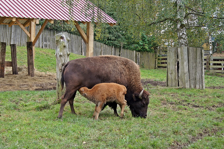 European Bison Mother and Calf Grazing in Pasture