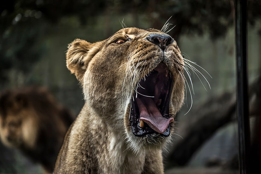 Close-up of a roaring lioness with mouth wide open