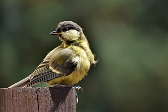 Great Tit Perched on Wooden Fence Post