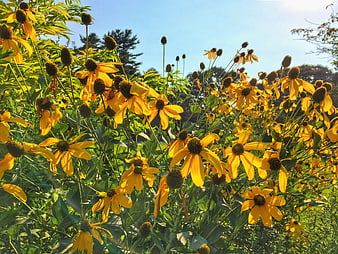 Vibrant Yellow Coneflowers Blooming in Sunlight