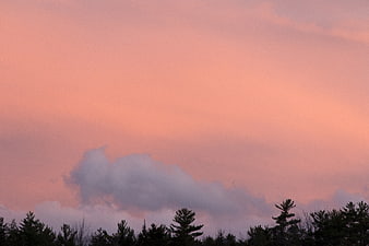 Pink Sunset Sky with Silhouetted Pine Trees