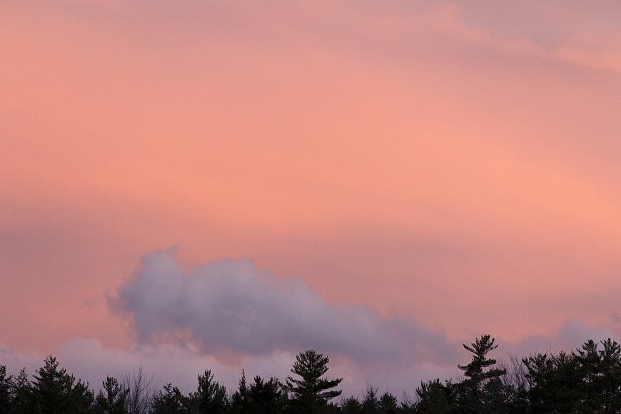 Pink Sunset Sky with Silhouetted Pine Trees