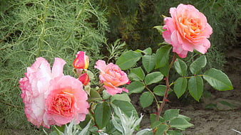 Pink and Orange Roses in a Garden