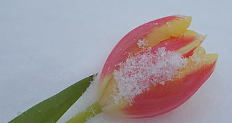 Pink and Yellow Tulip Covered in Snow