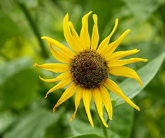 Close-up of a vibrant yellow sunflower with green background