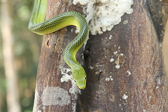 Green Tree Snake Coiled On Tree Trunk In Natural Habitat