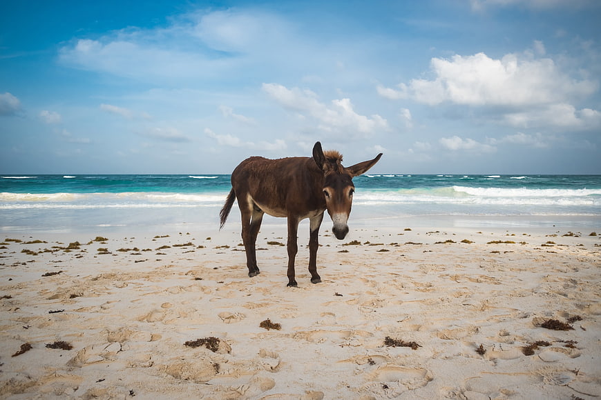 Lone Donkey Standing on Sandy Beach with Ocean Waves