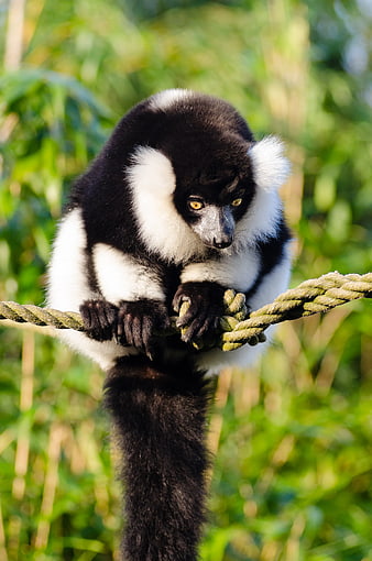 Black and White Lemur Clinging to Rope in Nature