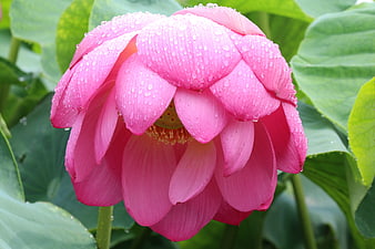 Pink Lotus Flower with Water Droplets on Green Leaves