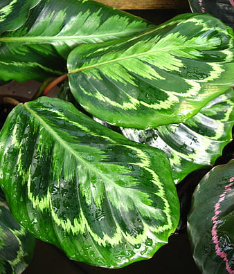 Close-up of vibrant green tropical calathea leaves with water droplets