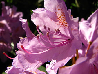 Close-up of pink rhododendron flower with stamens