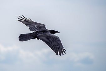 Black Crow Flying in Flight Against Blue Sky