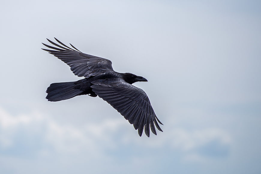 Black Crow Flying in Flight Against Blue Sky
