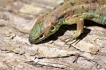 Close-up of a Green Lizard on Tree Bark