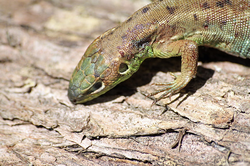 Close-up of a Green Lizard on Tree Bark