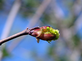Close-up of budding tree branch with green leaves against blue sky