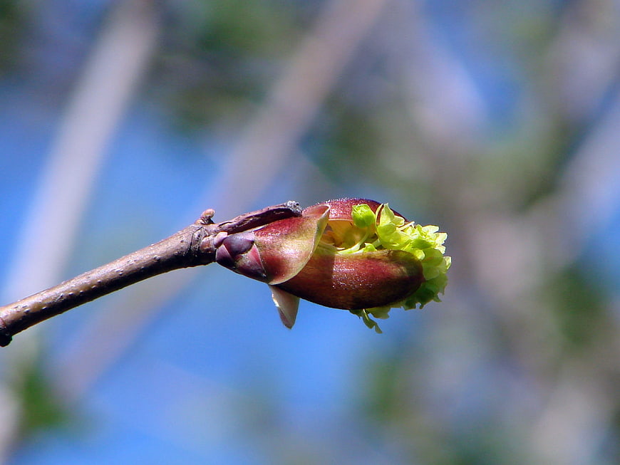 Close-up of budding tree branch with green leaves against blue sky