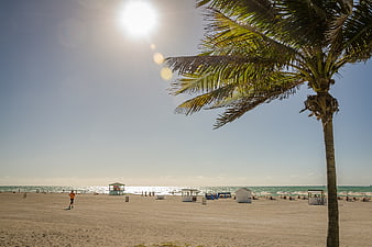 Sunny Beach Scene with Palm Tree and Ocean Horizon