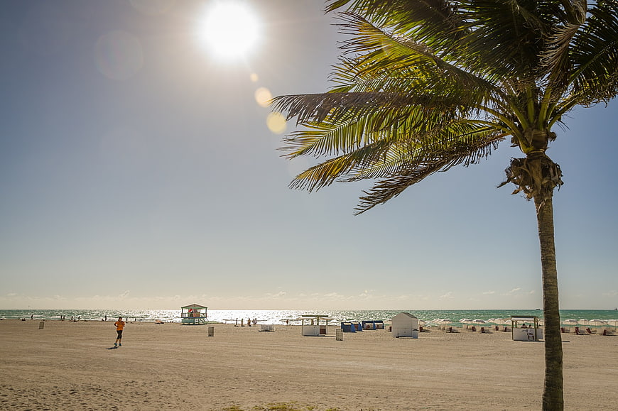 Sunny Beach Scene with Palm Tree and Ocean Horizon
