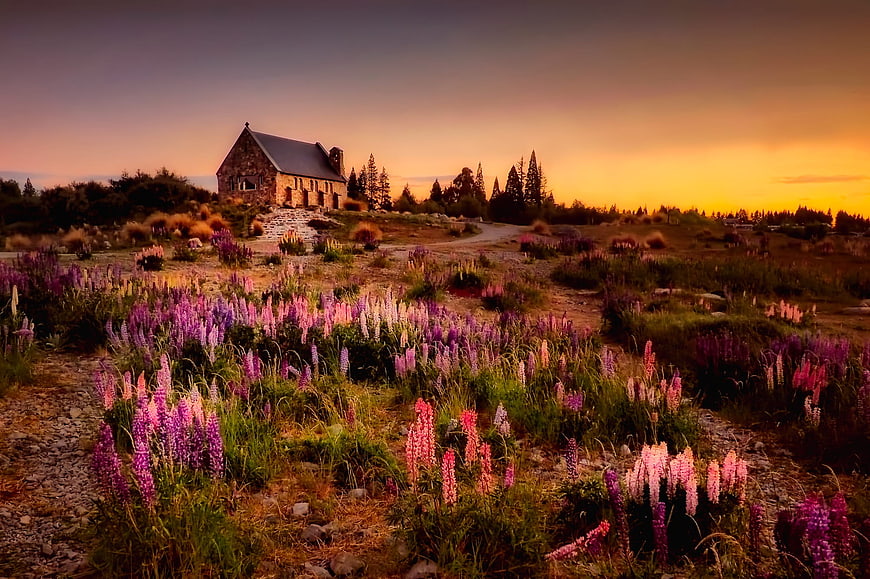 Stone Church in Lupin Field at Sunset New Zealand