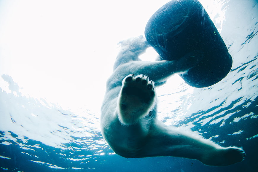 Underwater Polar Bear Swimming with Barrel