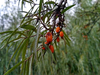 Close-up of ripe orange sea buckthorn berries on branch