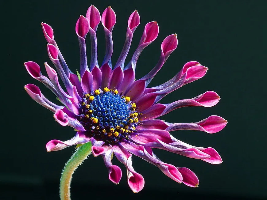 Close-up of vibrant purple and pink flower with blue center