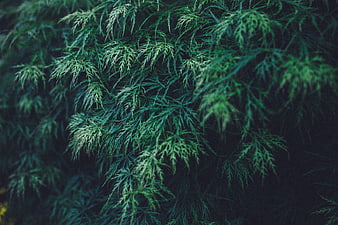 Close-up of dark green fern-like foliage texture