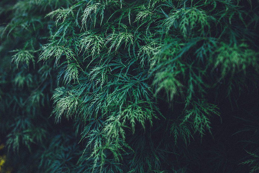 Close-up of dark green fern-like foliage texture