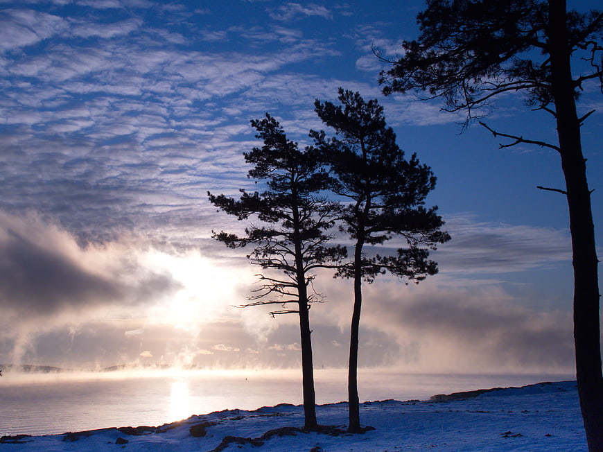 Silhouetted Pine Trees on Snowy Shore at Sunrise