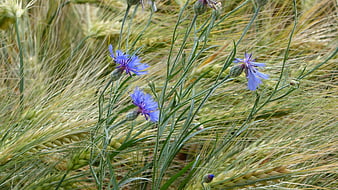 Blue Cornflowers Blooming in Golden Wheat Field