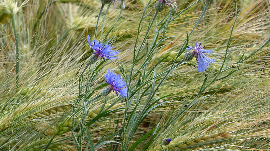Blue Cornflowers Blooming in Golden Wheat Field