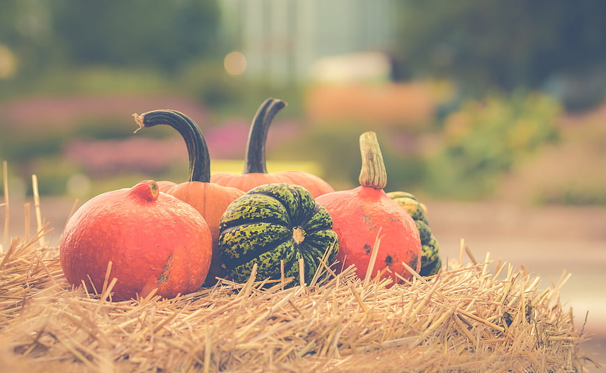 Colorful Pumpkins and Gourds on Hay Bale in Autumn