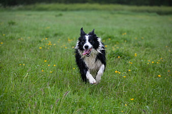 Happy Border Collie Running Through Green Meadow