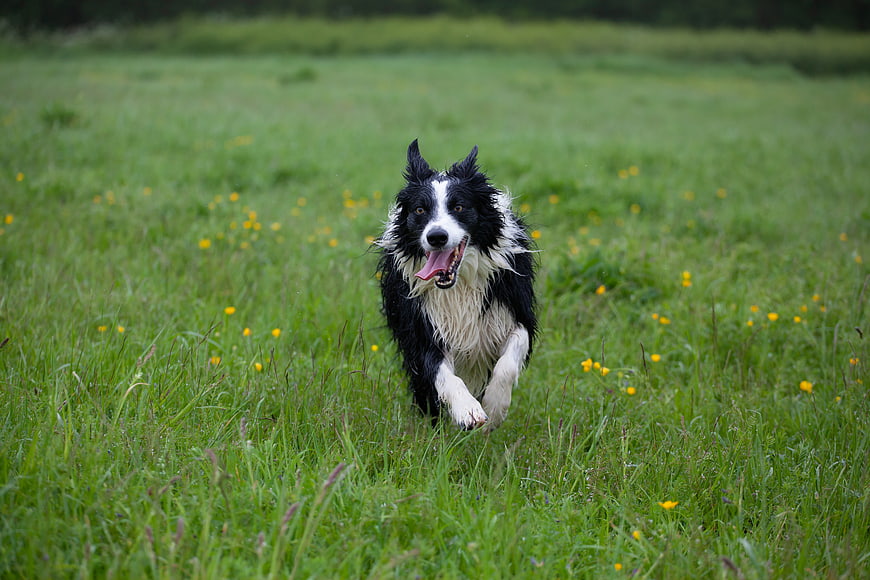 Happy Border Collie Running Through Green Meadow