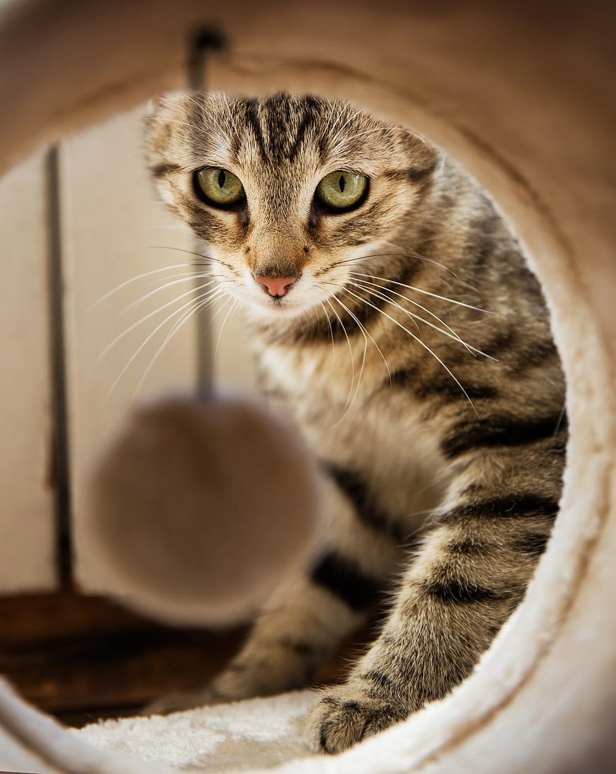 Curious Tabby Cat Peeking from Cozy Cat Cave